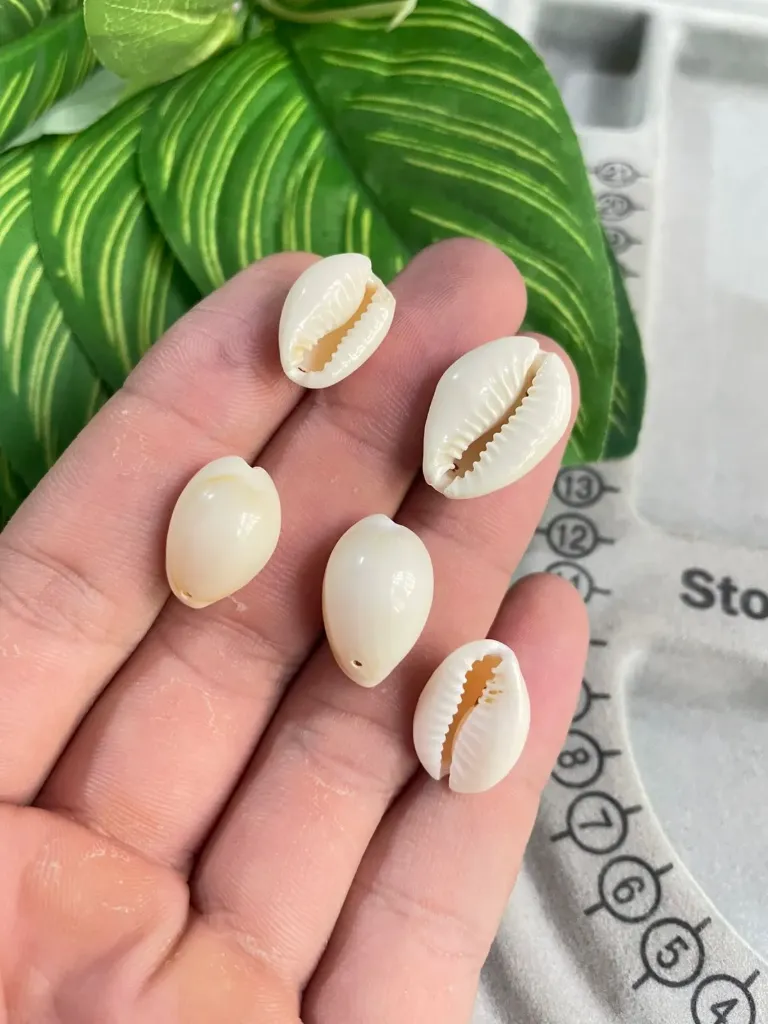 [CONMAR] Concha de mar blanca